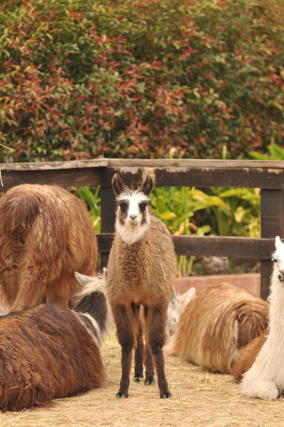 美洲驼的肖像图片下载