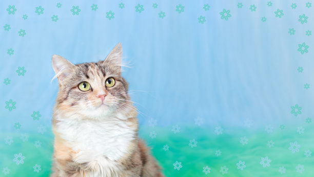 一只可爱的小猫的肖像。带有复制空间的网页横幅。小猫在镜头前摆姿势。蓝绿色背景上的猫。宠物。没有人。蓝色的花围绕着一只猫。明信片。情人节图片下载