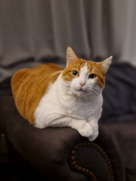 沙发上有一只白色和姜黄色相间的猫图片下载