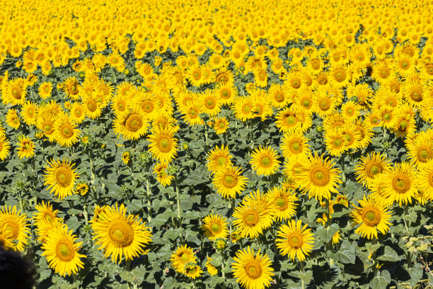 田野里开满了黄色的大向日葵图片下载