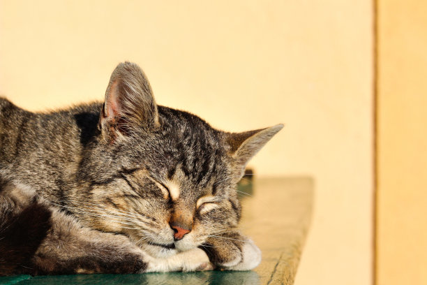 灰色条纹猫躺在桌子上的黄色背景。女主人轻轻地抚摸她的猫的毛。猫闭着眼睛图片下载