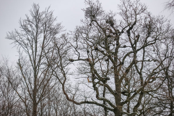 在冬天徒步旅行时，多节的老树有很多球图片下载