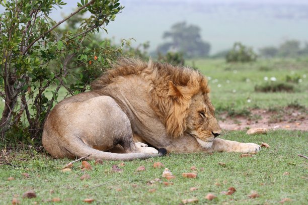 狮子交配后在绿草地上休息的肖像图片下载