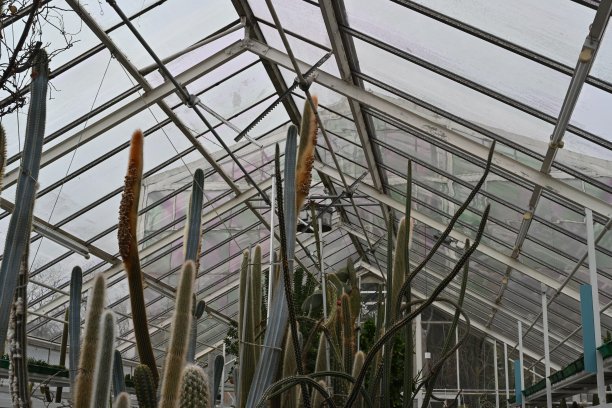 柱状仙人掌在拉丁语中被称为ceroid或cereus，它们朝着温室的鞍状玻璃屋顶生长。图片下载