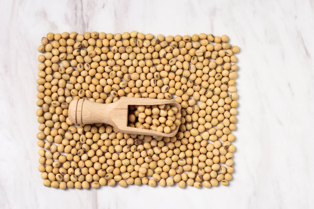 白底木勺分离大豆种子图片下载