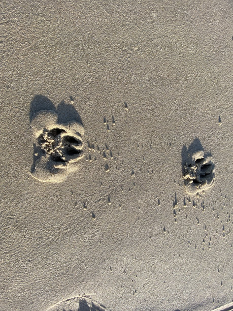 沙滩上有狗爪的痕迹图片下载