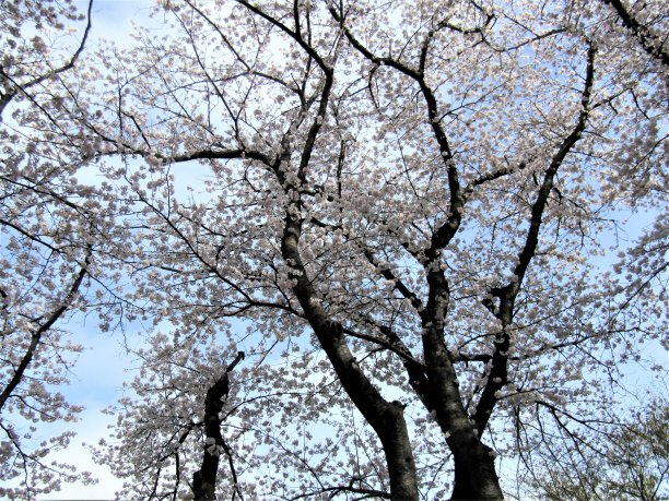 日本。4月。樱花。的印象。图片下载