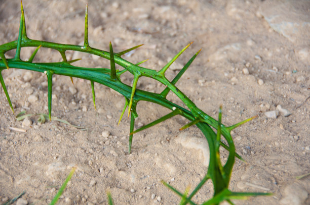 带有可自定义空间的荆棘冠冕，适用于基督教语录。基督教概念。图片下载