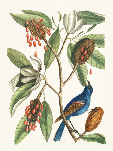 蓝色的粗嘴图片下载