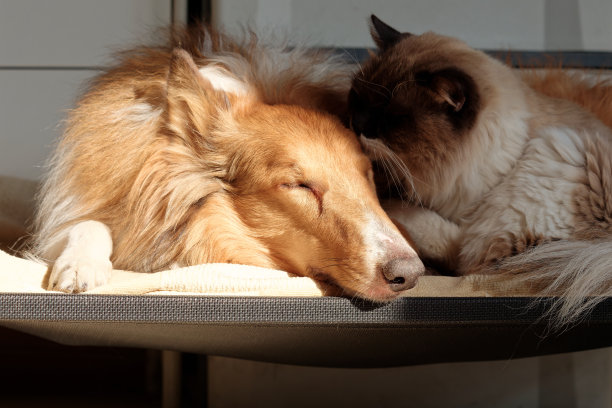 阳光明媚的下午，狗和猫一起睡在床上，粗牧羊犬和布娃娃猫在家里，和谐的宠物生活方式概念。图片下载