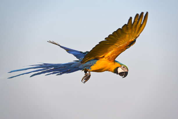 一只美丽的金刚鹦鹉在天空中飞翔，自由的概念图片下载