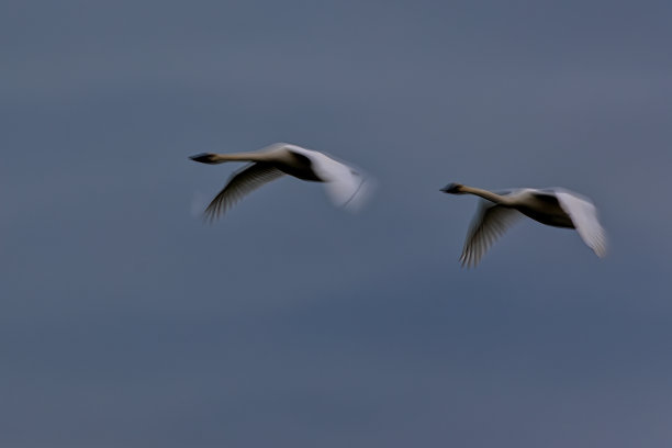 在天空中飞翔的号手天鹅，公元前，加拿大图片下载