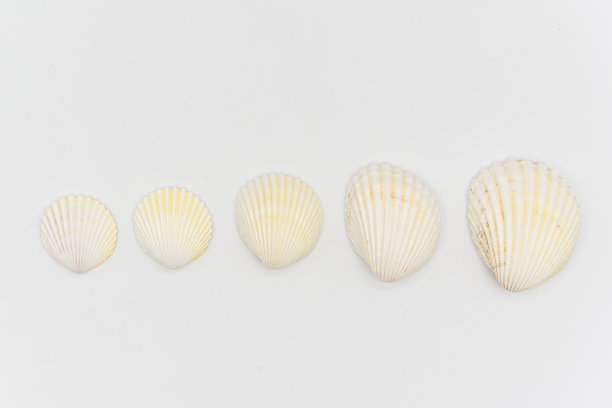 白色背景的孤立炮弹。图片下载