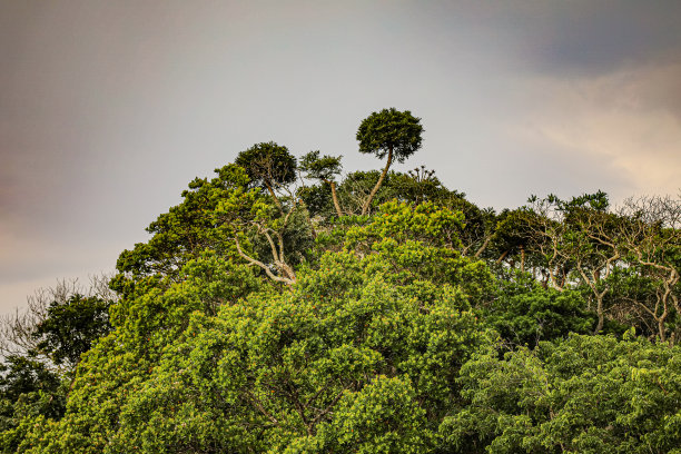丛林树木图片下载