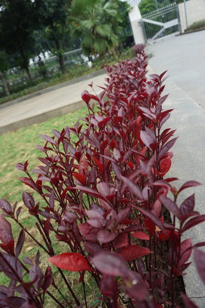 近距离照片的紫色花树周围的花园庭院在白天图片下载