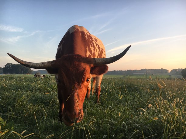 在一个炎热的夏日黎明时分，一头有角的公牛在牧场上低下了头图片下载