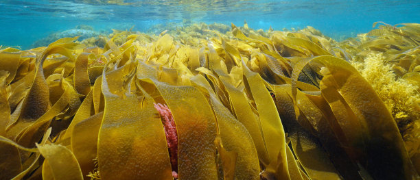 海藻叶片海藻叶水下大西洋图片下载
