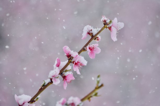 桃花春雪图片下载