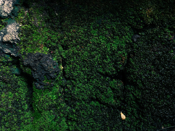 背景天然苔藓图片下载