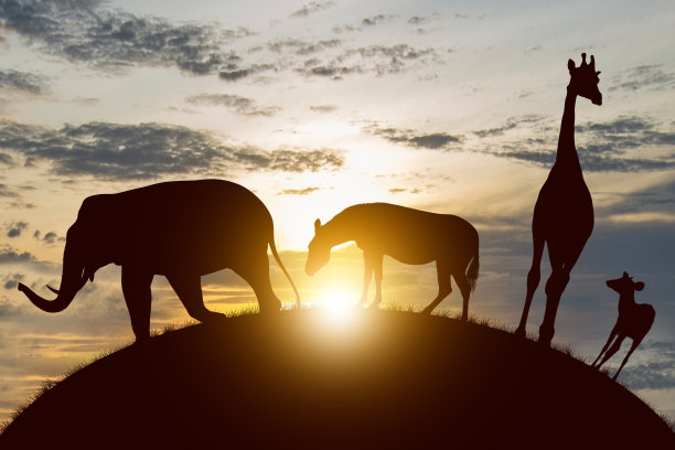 世界野生动物日图片下载