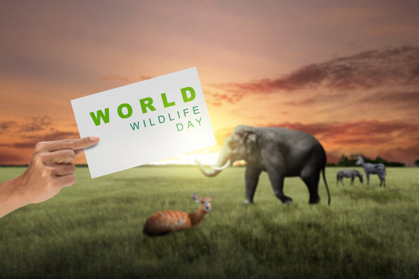 世界野生动物日图片下载