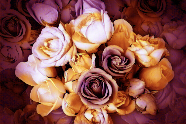 俯视图照片的玫瑰花束在复古色调给神秘的感觉。图片下载