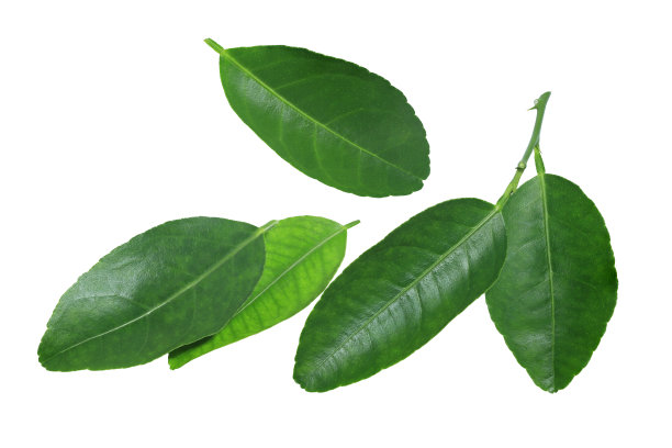 青柠叶或米蒙叶。图片下载