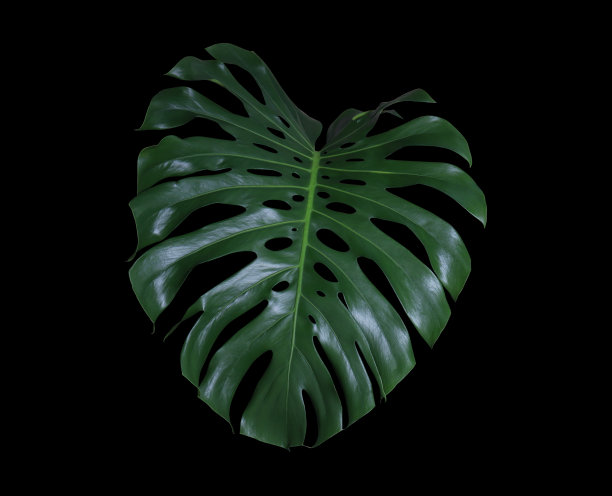Monstera叶。图片下载