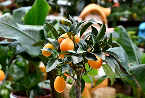 柑橘矮树，柑橘和金桔在花园中心的架子上。图片下载