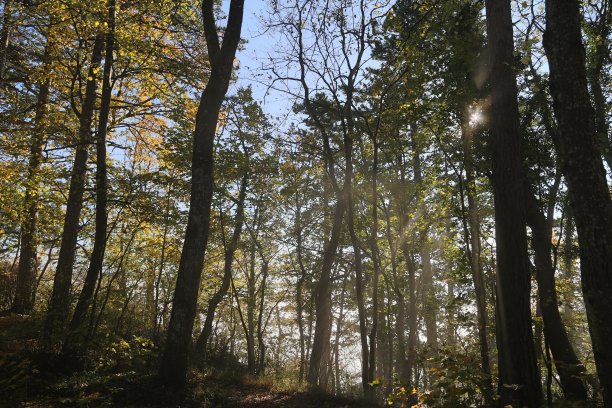 阳光穿透了雾图片下载