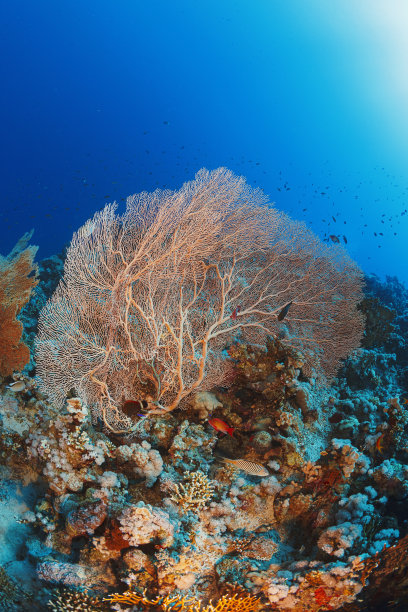 在珊瑚礁Subergorgia hicksoni潜水——希克森巨型海扇橙色硬珊瑚， Point of View图片下载