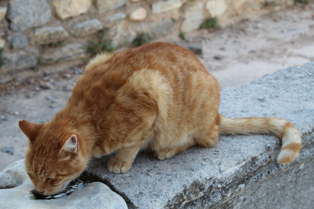 红猫饮水图片下载