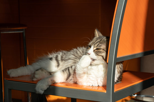 猫躺在一张橙色的椅子上晒太阳图片下载