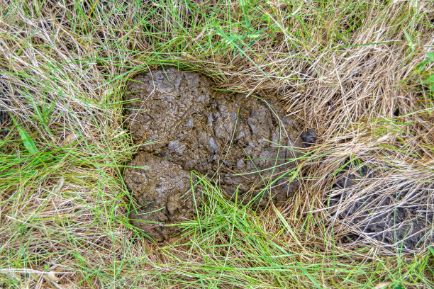 以新鲜牛粪为主题的摄影图片下载