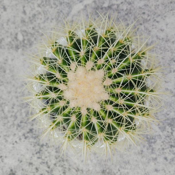 棘球仙人掌。图片下载