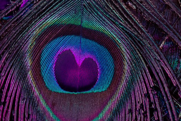 彩色孔雀羽毛特写，背景。孔雀羽毛。图片下载