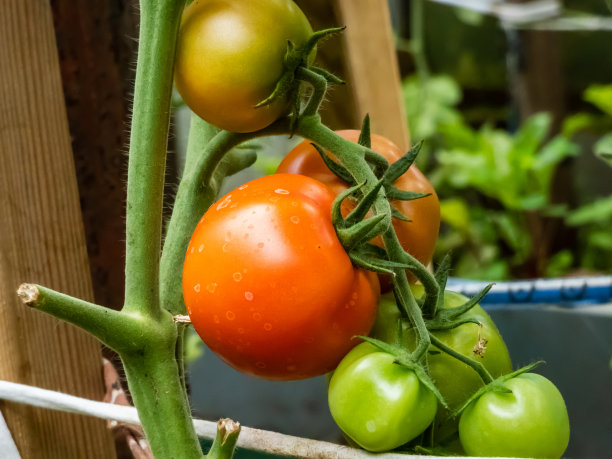 特写镜头有机种植的绿色和红色，小番茄生长和成熟的番茄植物在温室图片下载