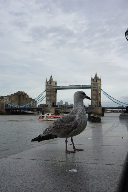 一只鸟站在伦敦塔桥与多云的天空-英格兰，英国图片下载
