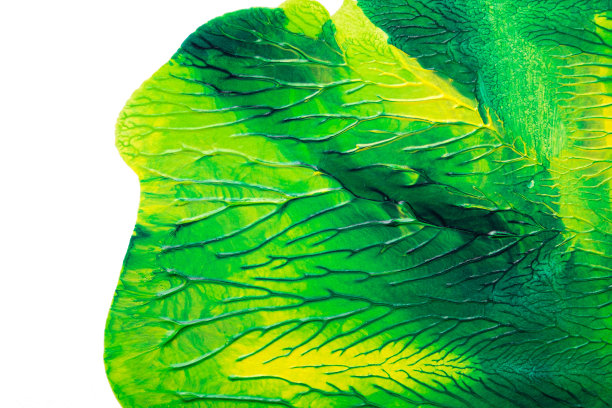 采用罗夏墨渍法在白纸背景上画出绿色黄色抽象丙烯色彩纹理图片下载