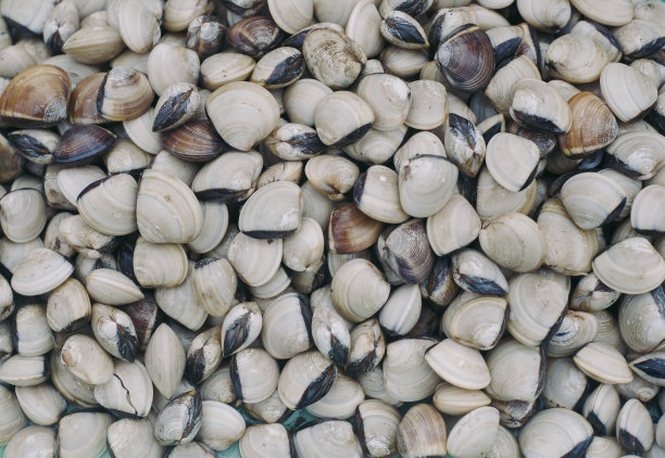 越南芽庄当地市场上出售的贝壳图片下载