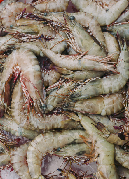 在越南芽庄当地市场出售的虾图片下载