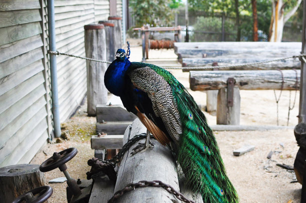 一只孔雀站在木材厂的木桩上看着你图片下载