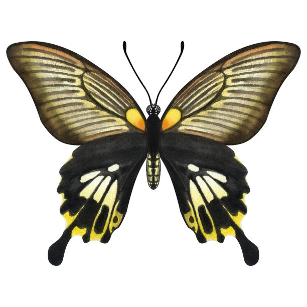 美丽的黑黄色蝴蝶。手绘水彩插图孤立的白色背景。可用于卡片，海报，贴纸，剪贴簿图片下载