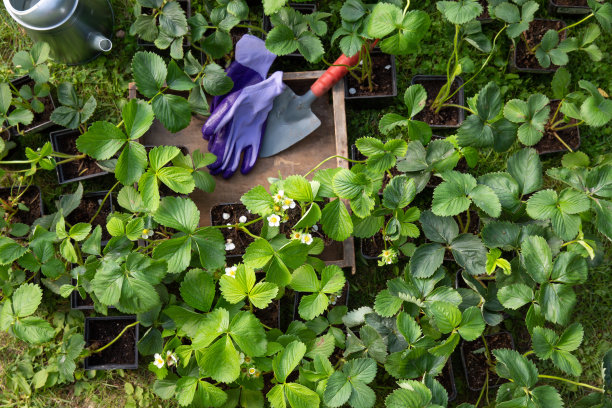 草莓苗。花盆里有很多草莓丛。种植草莓，移栽幼苗。春天在花园里工作。园艺的概念。图片下载