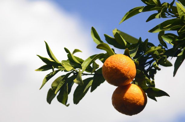 柑橘橘子园，带果实的橘子树图片下载