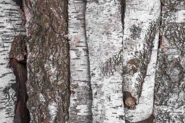 桦树皮质地图片下载