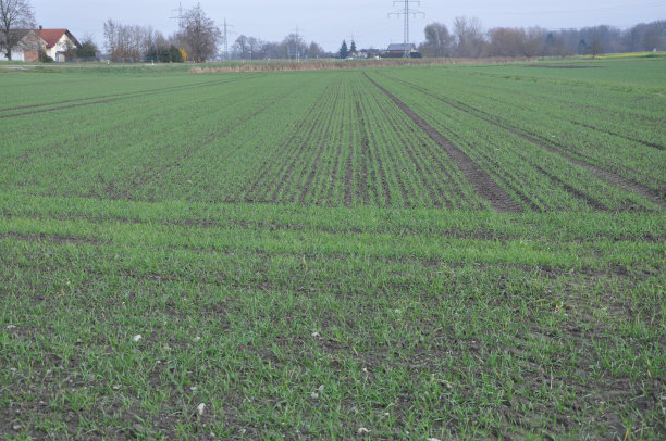 下个季节将有新的种植园。在农村地区种植不同作物的小型农业种植园。图片下载