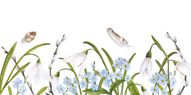 复活节水彩画的花束雪花莲，树枝的猫柳，勿忘我，羽毛，白色背景上的横旗图片下载