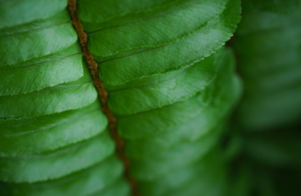 特写宏观明亮的绿色叶子蕨类纹理热带森林植物在软焦点背景。生物叶植物桌面壁纸，网站封面背景，生态或环境旗帜概念。图片下载