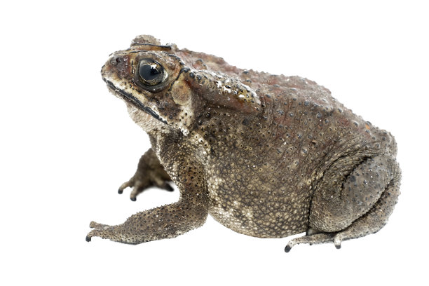 孤立在白色背景上的亚洲普通蟾蜍图片下载